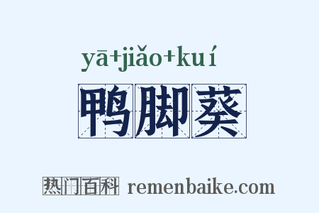 鸭脚葵是什么意思的图片